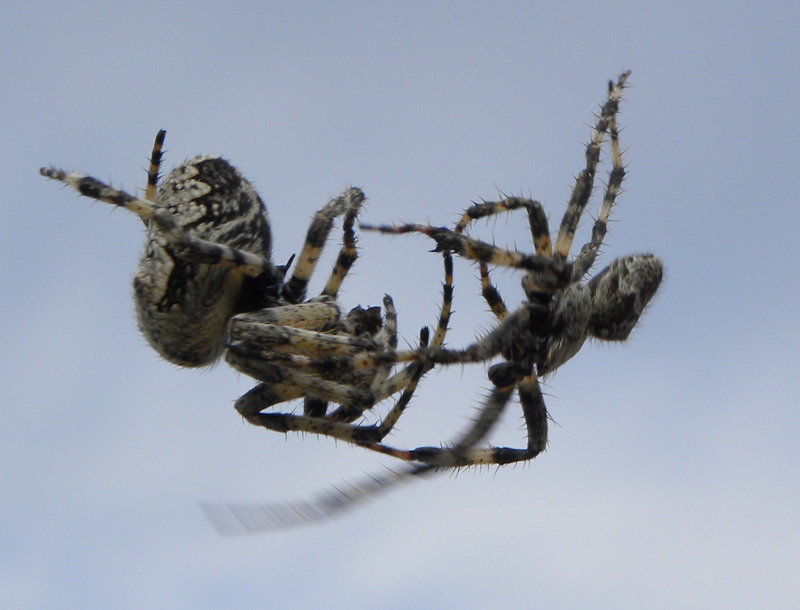 Araneus sp.: corteggiamento